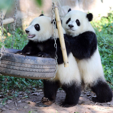 GIANT PANDAS